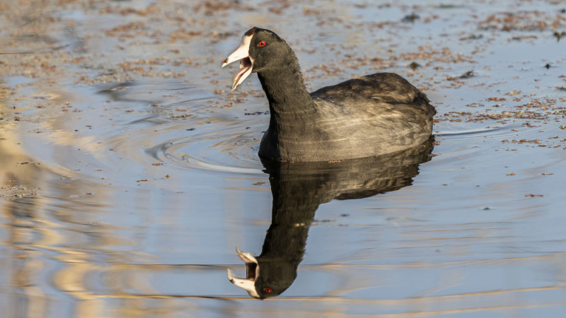 American Coot Reflections
