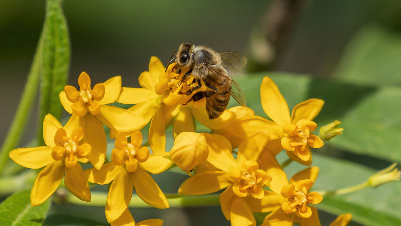Bee On Milkweed 1